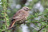 Rufous-tailed Weaver